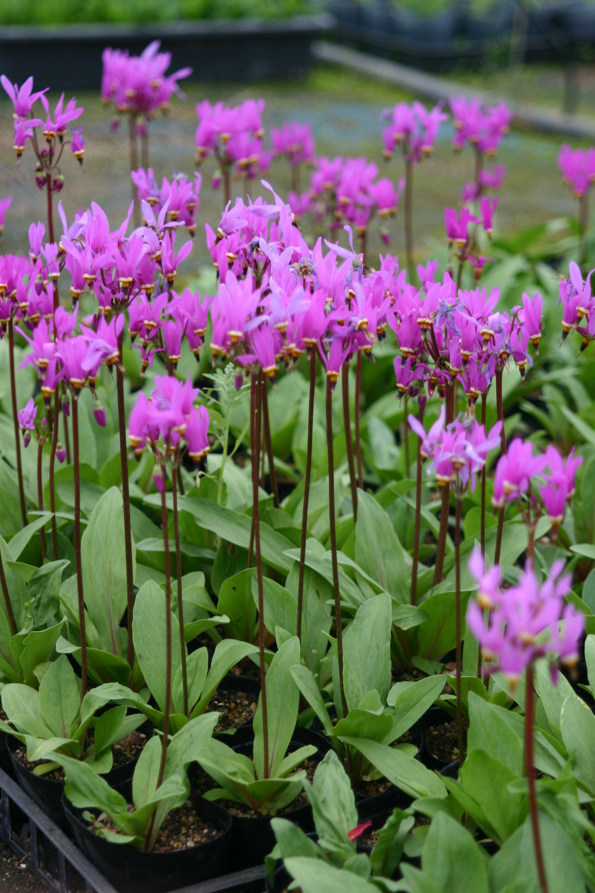 Dodecatheon meadia